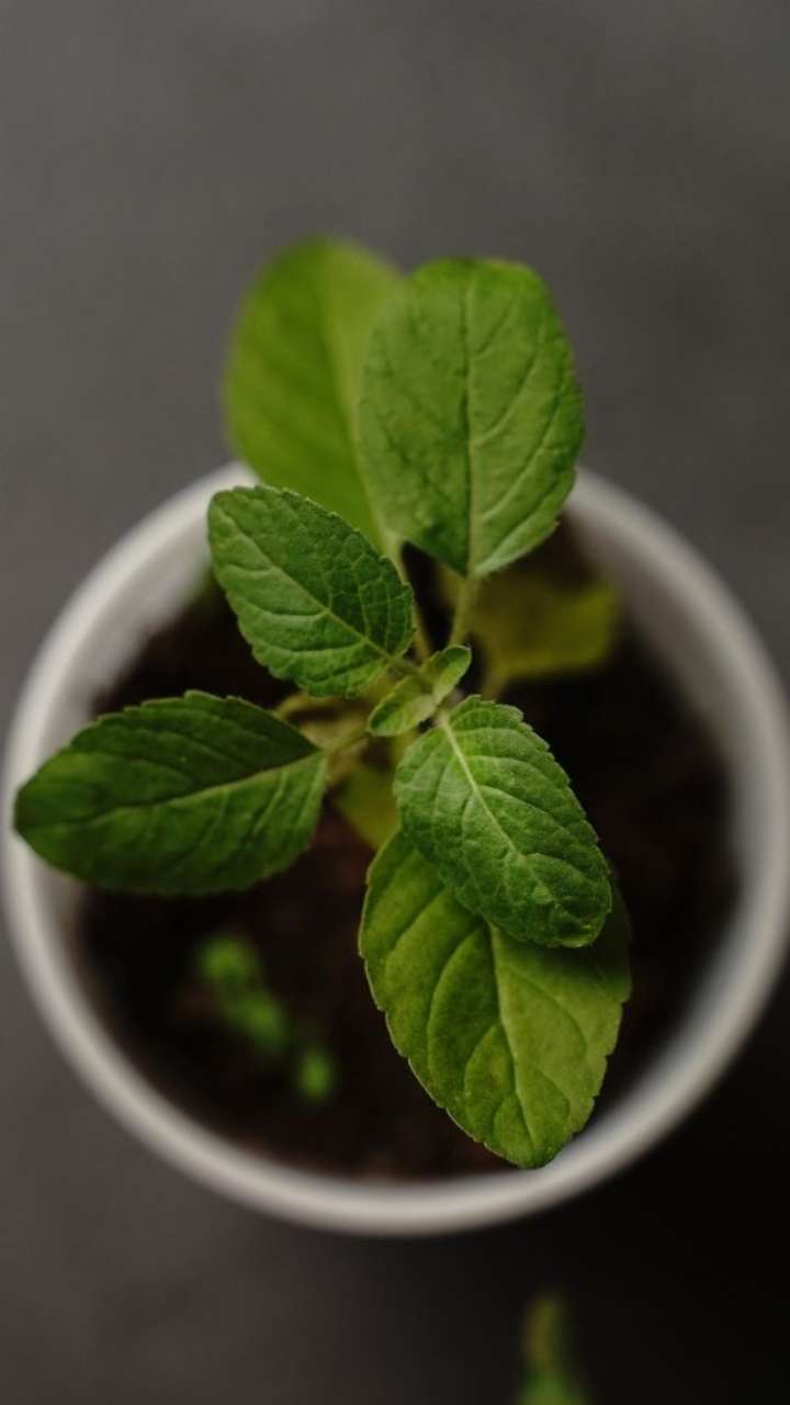 Is Chewing Tulsi Leaves Harmful For Your Health?